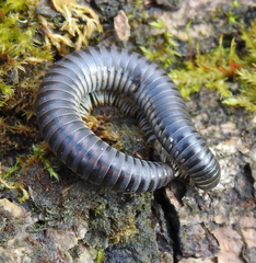 Rossiulus kessleri