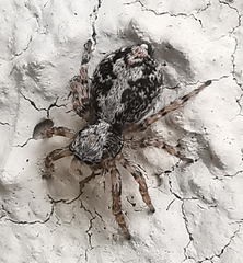 Pseudeuophrys lanigera