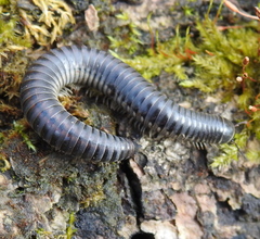 Rossiulus kessleri