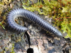 Rossiulus kessleri