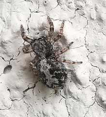 Pseudeuophrys lanigera