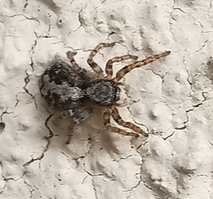 Pseudeuophrys lanigera