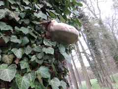 Fomitiporia hartigii