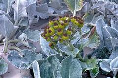 Senecio candidans