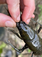 Cambarus carinirostris