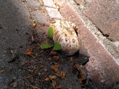 Fungi