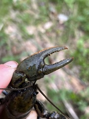 Cambarus carinirostris