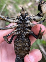 Cambarus carinirostris