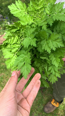 Tanacetum parthenium