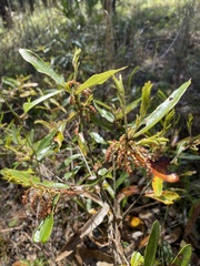 Quercus pumila