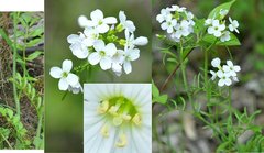 Cardamine pratensis