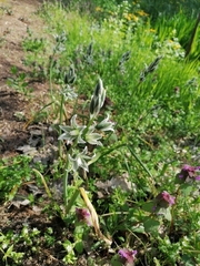 Ornithogalum boucheanum
