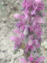 Lamium orientale