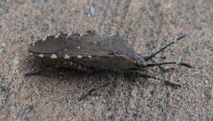 Catorhintha mendica