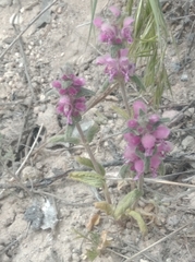 Lamium orientale
