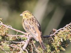 Emberiza citrinella