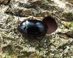 Platydema violacea