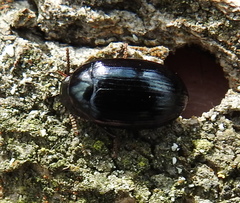 Platydema violacea