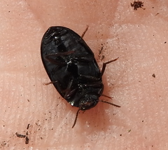 Platydema violacea
