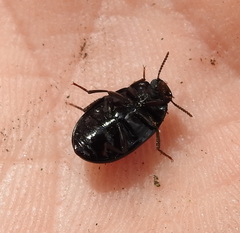 Platydema violacea