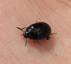 Platydema violacea