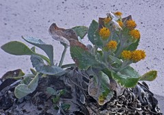 Senecio candidans