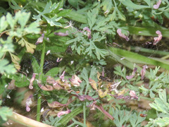 Neriene furtiva