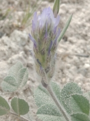 Trigonella coerulescens