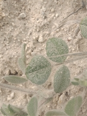 Trigonella coerulescens