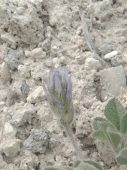 Trigonella coerulescens