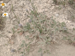 Trigonella coerulescens