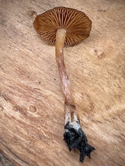 Galerina autumnalis robusta