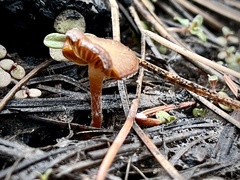 Galerina autumnalis robusta