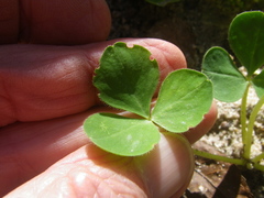 Oxalis eckloniana