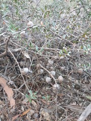 Leptospermum macrocarpum