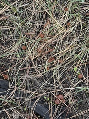 Galerina autumnalis robusta