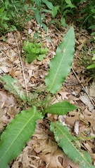 Rumex crispus