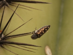Acmaeodera delumbis