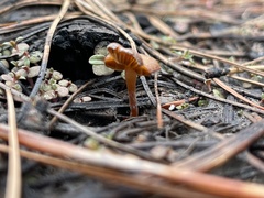 Galerina autumnalis robusta