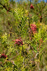 Schinus lentiscifolia