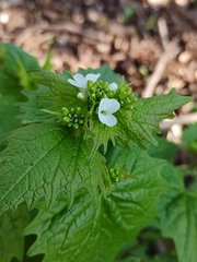 Alliaria petiolata
