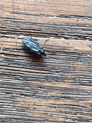 Sciara hemerobioides