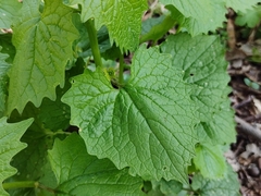 Alliaria petiolata