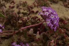 Abronia villosa