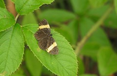 Panara soana