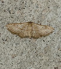 Idaea eremiata