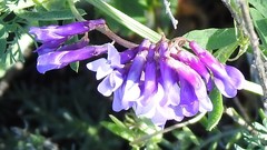 Vicia eriocarpa