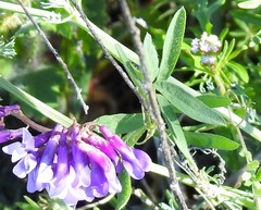 Vicia eriocarpa