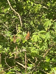 Polygonia c-album