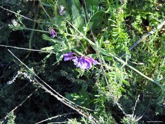 Vicia eriocarpa